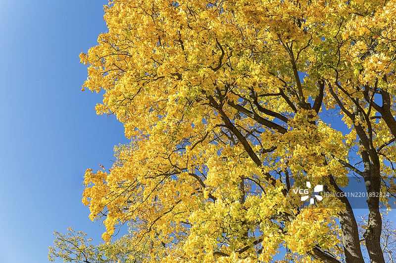 秋天，德国萨克森州，一棵枫树（Acer）前的黄色树叶与蓝天相映成趣。图片素材