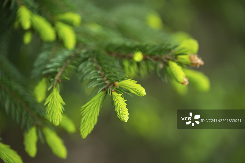 巴伐利亚，德国，欧洲春季森林中的挪威云杉（Picea abies）嫩芽特写图片素材