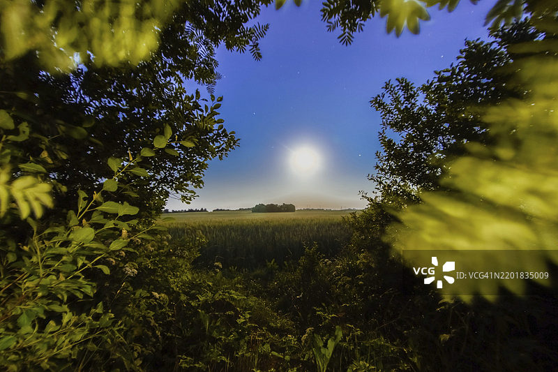 月光下的风景被茂密的树叶环绕，映衬着晴朗的天空图片素材
