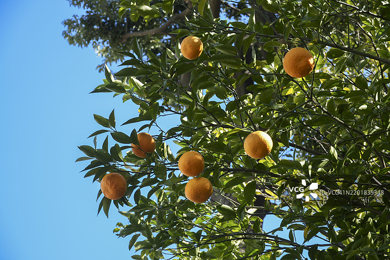 蓝天映衬下的成熟橘子树图片素材