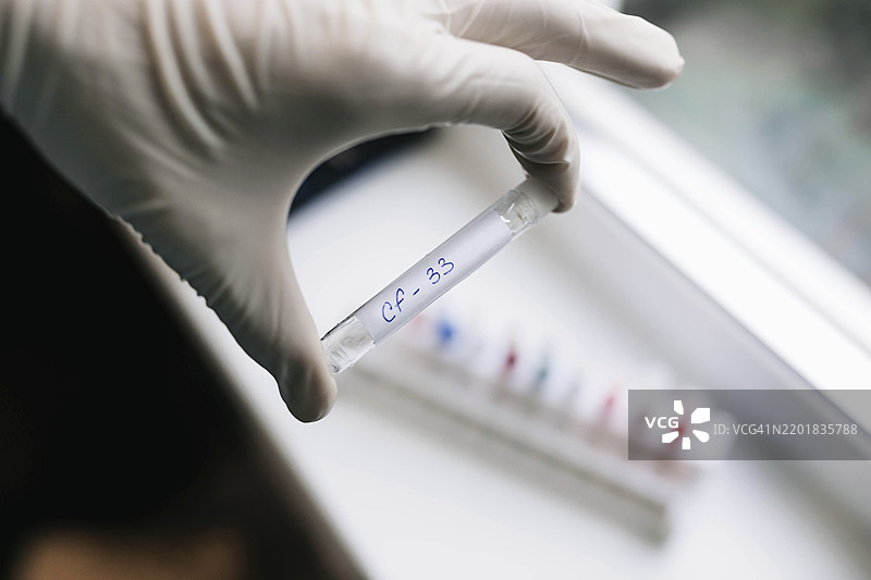 一只戴着手套的手在实验室背景下握着标记为CF-33的试管图片素材