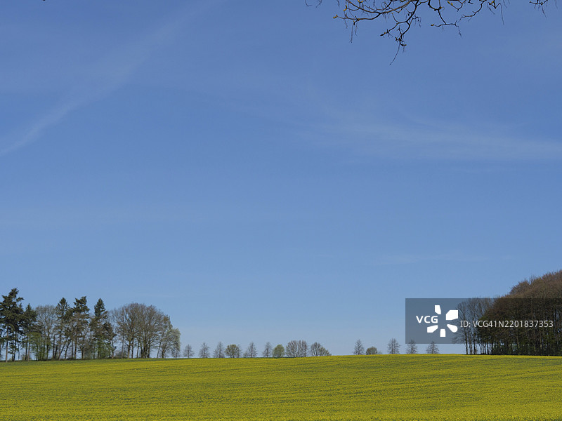 德国明斯特地区比勒贝克的广阔油菜花田在晴朗的蓝天下图片素材