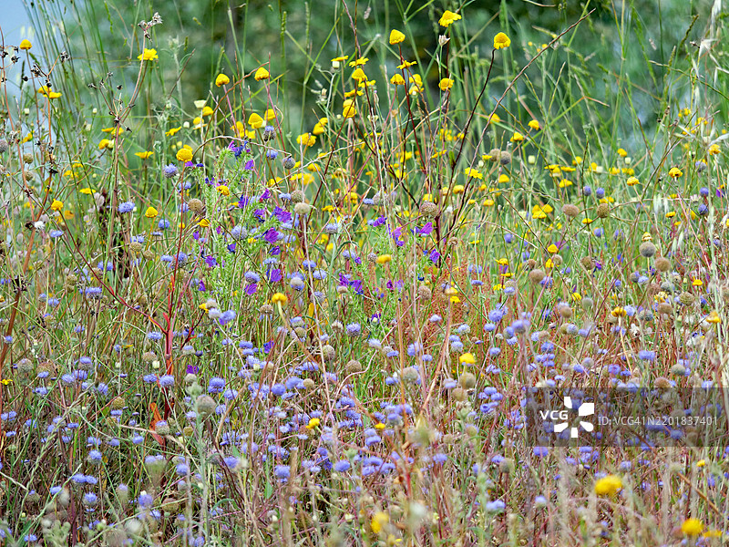 葡萄牙杜罗河谷的蓝色、黄色和紫色野花图片素材