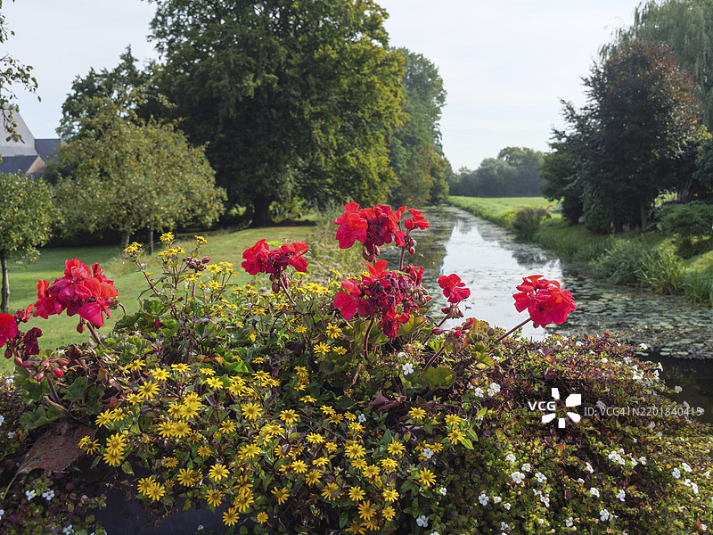 红色盛开的花朵在河岸上,四周环绕着郁郁葱葱的绿植,营造出宁静的氛围,马里恩塔尔,莱茵下游,德国图片素材