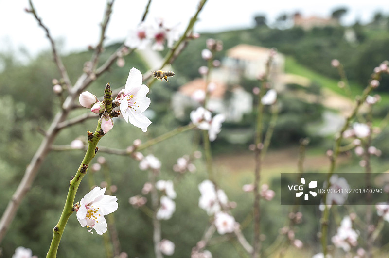 开花的杏仁细节，前景是西方蜜蜂（Apis mellifera），背景是法国科西嘉岛西海岸的卡尔热村。图片素材
