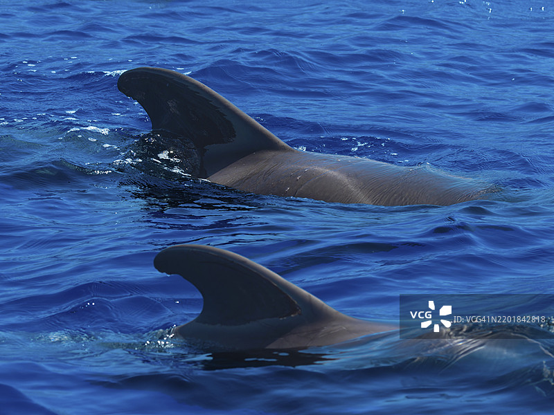 两头黑鳍鲸（Globicephala melas）在海面游泳，位于西班牙加那利群岛拉戈梅拉。图片素材