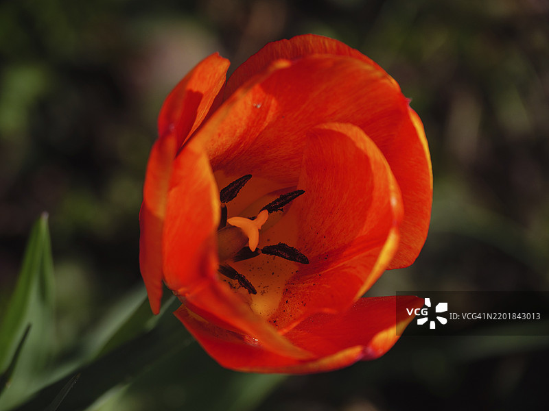 橙色郁金香花的特写，雄蕊清晰可见，荷兰哈克斯贝赫。图片素材