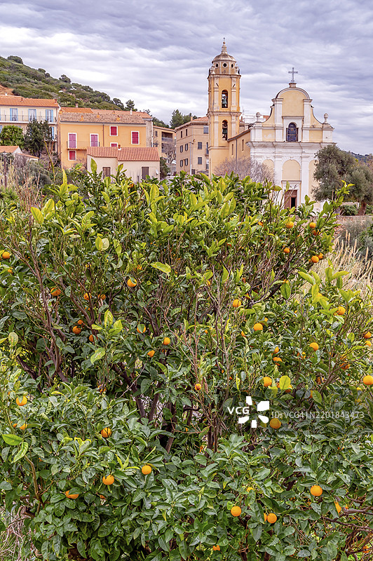 卡尔热斯，科西嘉岛，法国，欧洲的天主教拉丁教堂前的柑橘树与果实图片素材