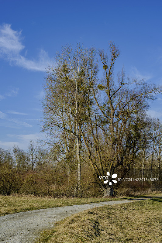 光秃的树木在明亮的蓝天下，位于伊萨草地小径的边缘图片素材