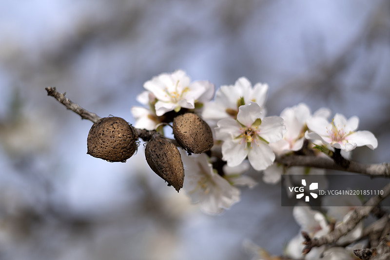 杏仁，杏花，细节，特写，圣玛丽亚德尔卡米，卡尔维亚，马约卡，巴利阿里群岛，西班牙，欧洲图片素材