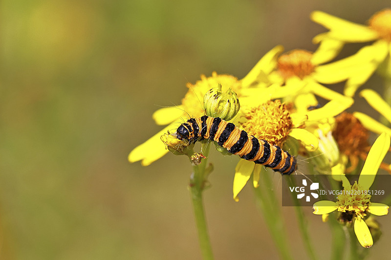 圣雅各草熊或血熊(Tyria jacobaeae),蝴蝶幼虫,蛾,属于熊蛾科,幼虫以圣雅各草(Senecio jacobaea)为食,德国,摩泽尔,科赫姆,莱茵兰-普法尔茨,欧洲图片素材