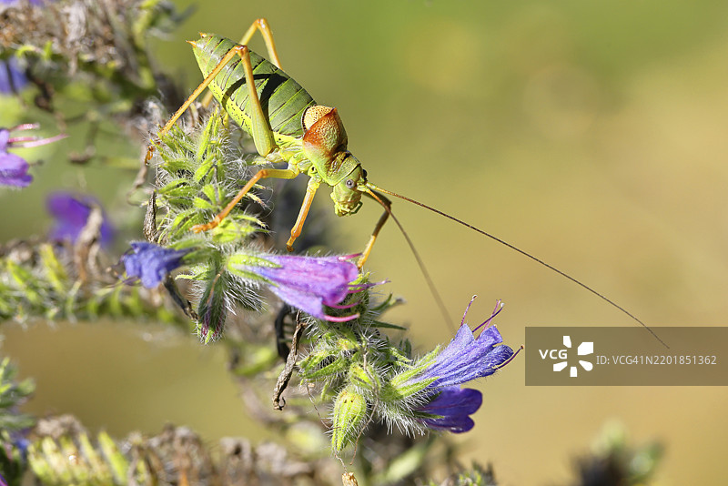 草原鞍蝗(Ephippiger ephippiger),雄性,栖息在葡萄园中的蛇麻草(Echium vulgare)上,背景模糊,长腿蝗虫,德国红色名录,特别保护物种,濒临灭绝图片素材
