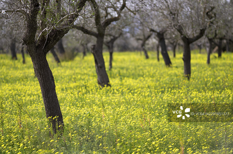 杏花,杏树,种植园,百合花(Oxalis pes-caprae),也称为低木酸模,圣玛丽亚德尔卡米,卡尔维亚,马约卡,巴利阿里群岛,西班牙,欧洲图片素材