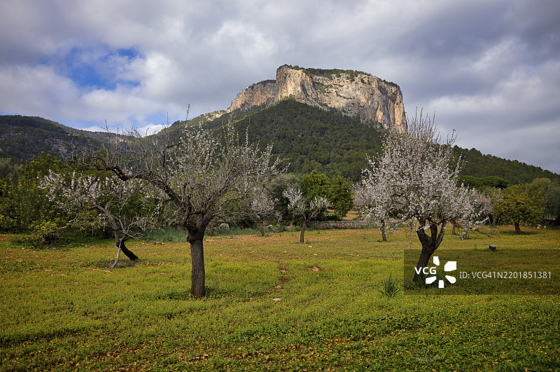 杏花,杏树,种植园,特拉蒙塔纳山脉在后,特拉蒙塔纳山脉,阿拉罗,卡尔维亚,马约卡,巴利阿里群岛,西班牙,欧洲图片素材