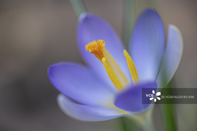精灵番红花（Crocus tommasinianus），德国下萨克森州埃姆斯兰，欧洲图片素材
