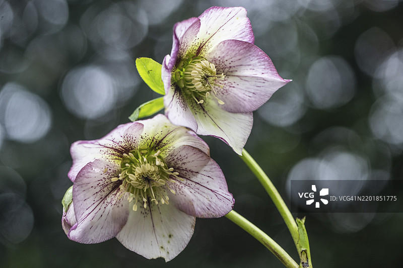 Lenz玫瑰（东方黑种草-皮科特杂交种），德国下萨克森州埃姆斯兰，欧洲图片素材