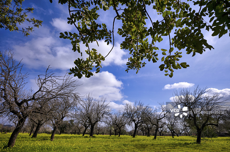 杏花,杏树,种植园,百合花(Oxalis pes-caprae),也称为低木酸模,圣玛丽亚德尔卡米,卡尔维亚,马约卡,巴利阿里群岛,西班牙,欧洲图片素材