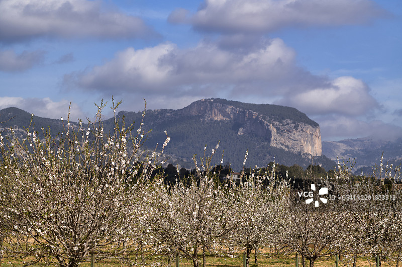 杏花,杏树,种植园,特拉蒙塔纳山脉在后,特拉蒙塔纳山脉,阿拉罗,卡尔维亚,马约卡,巴利阿里群岛,西班牙,欧洲图片素材