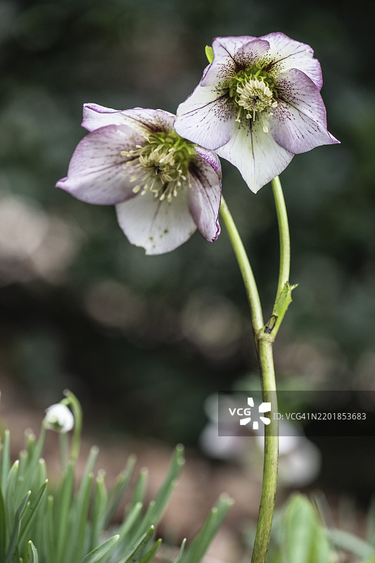 Lenzrose（东方黑种草-皮科特杂交种），德国下萨克森州埃姆斯兰，欧洲图片素材