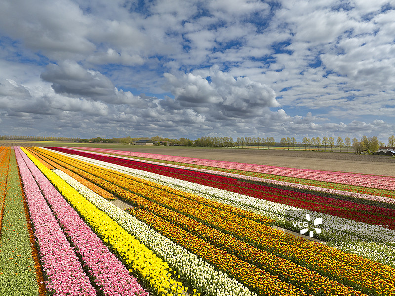 春季从高处俯瞰的农业田野中的郁金香图片素材