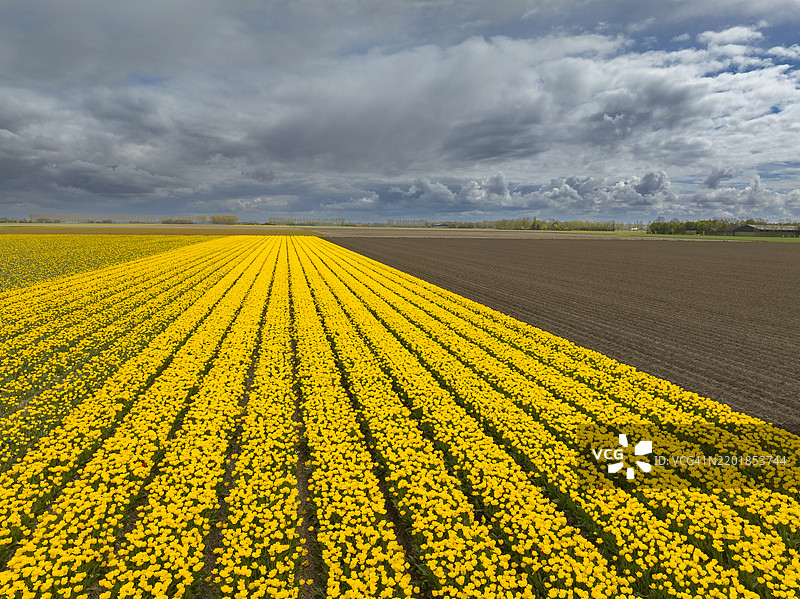 春季从高处俯瞰的农业田野中的郁金香图片素材
