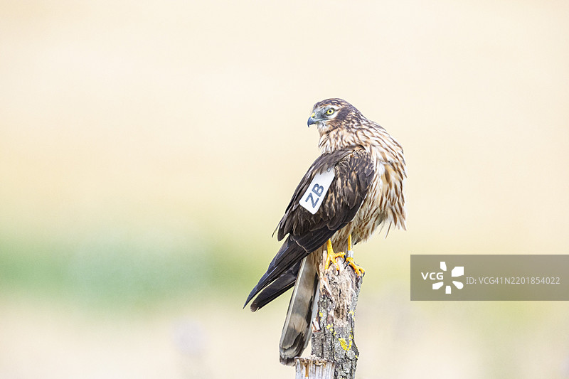 蒙塔古鹞（Circus pygargus）在德国的栖息地图片素材