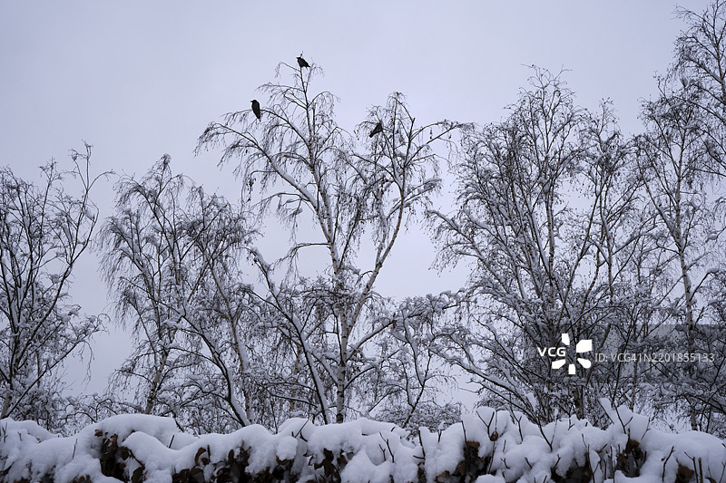德国，柏林，2025年2月14日，墙公园，乌鸦，树木，欧洲图片素材