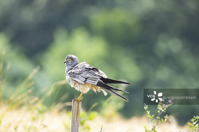 蒙塔古鹞（Circus pygargus）在德国图片素材