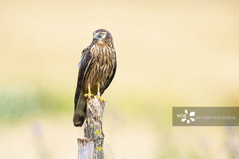 蒙塔古鹞（Circus pygargus）在德国的栖息地图片素材