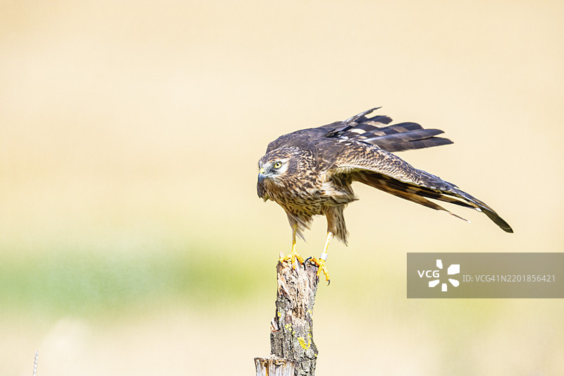 蒙塔古鹞（Circus pygargus）在德国的栖息地图片素材