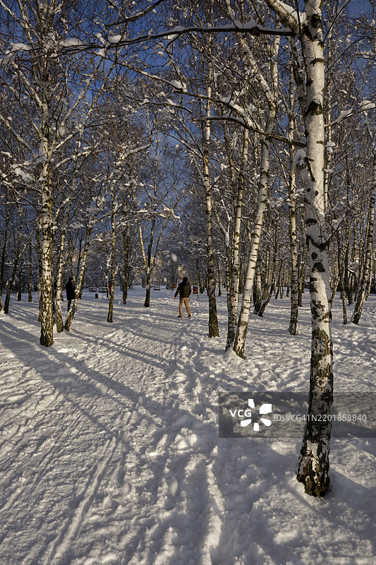 德国，柏林，2025年2月14日，穆尔公园，白桦林，欧洲图片素材