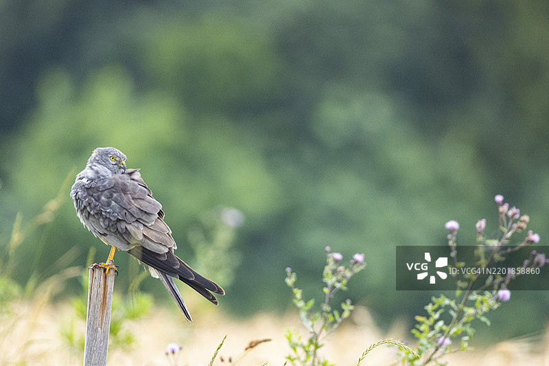 蒙塔古鹞（Circus pygargus）在德国图片素材