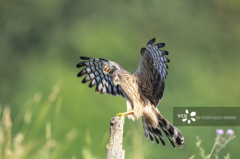蒙塔古鹞（Circus pygargus）在德国的栖息地图片素材