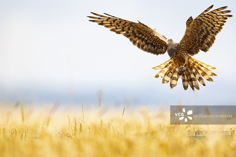 蒙塔古鹞（Circus pygargus）在德国的栖息地图片素材