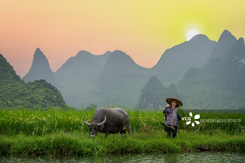 在中国广西壮族自治区桂林的如画风景中，亚洲稻农正在照料他的水牛。图片素材