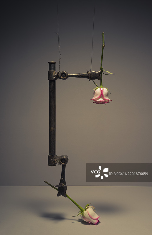 一组五张图片，展示一个金属夹在空中夹住一朵玫瑰，逐渐缩短两朵花之间的距离，直到它们最终“亲吻”。图片素材