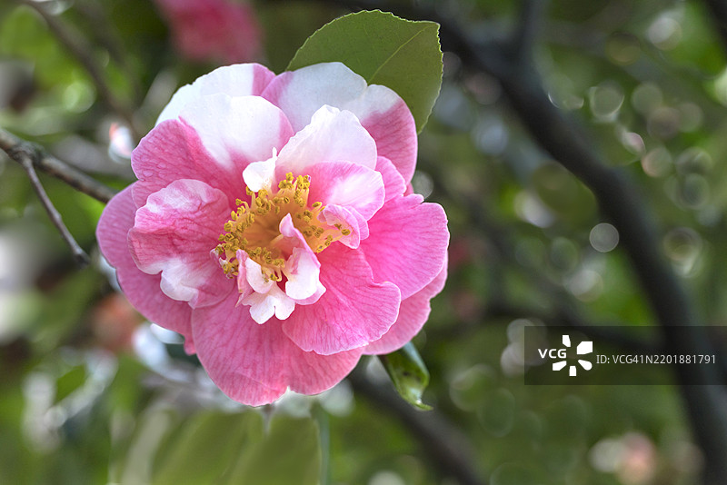 盛开的粉白色山茶花图片素材