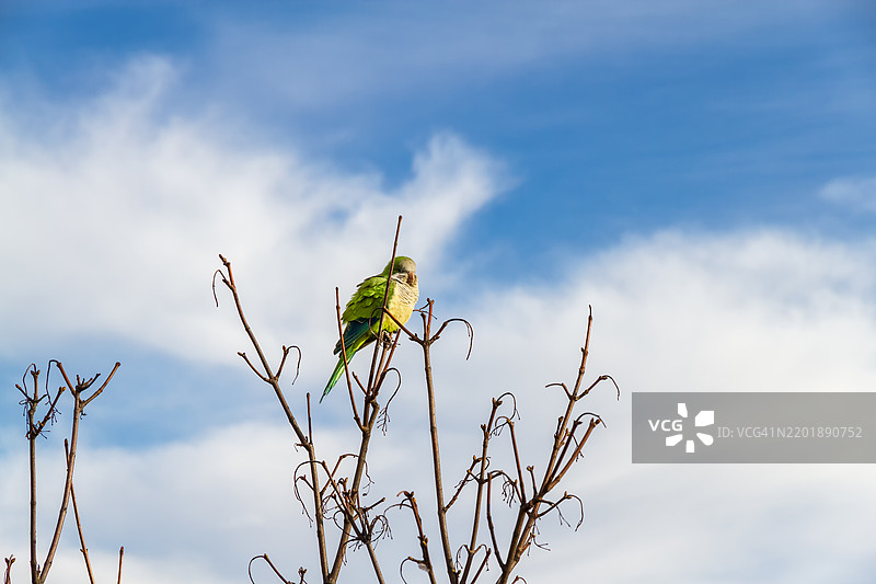 栖息在树顶上的僧侣鹦鹉图片素材