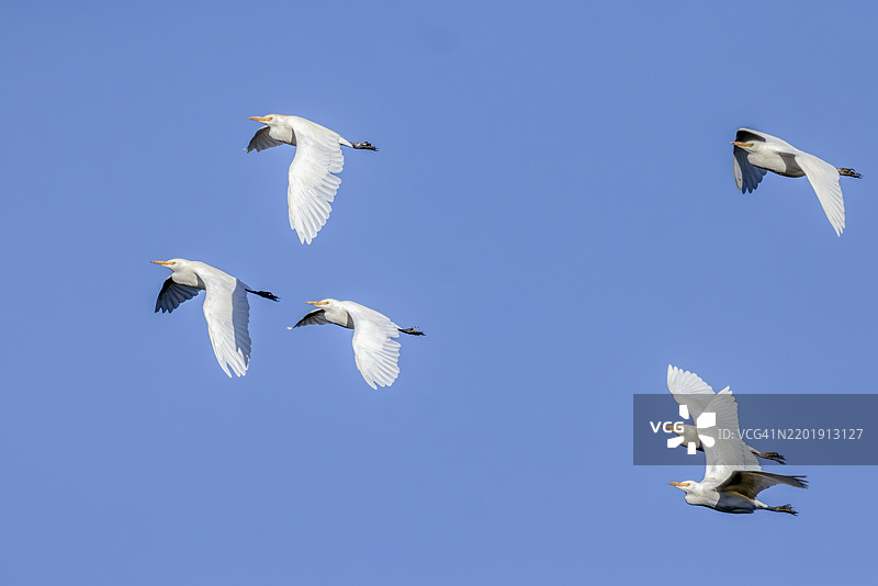 西方牛鹭图片素材