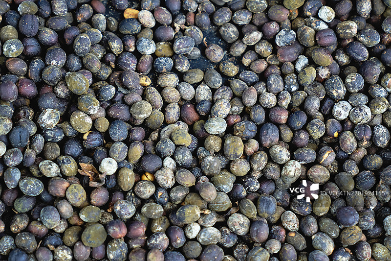 自然处理的日晒咖啡樱桃图片素材