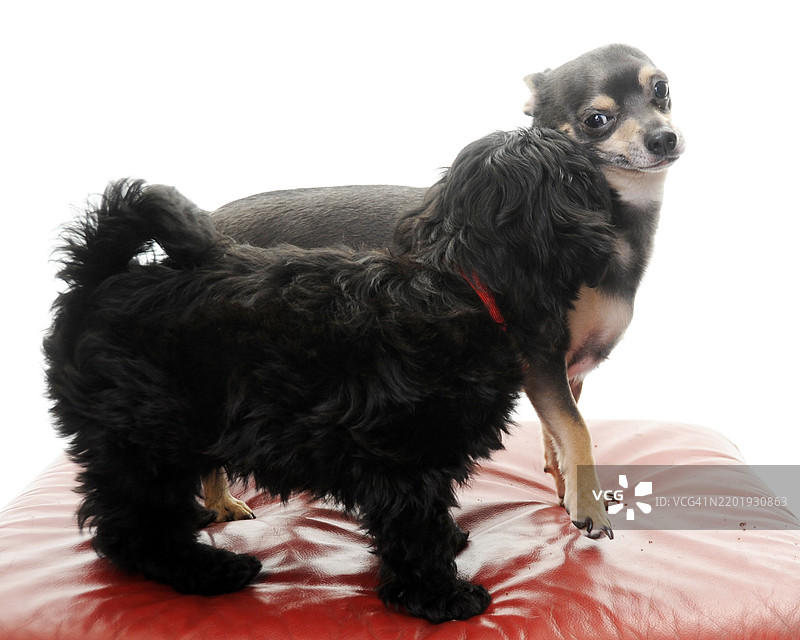 西施犬与吉娃娃小狗在白色背景下玩耍图片素材
