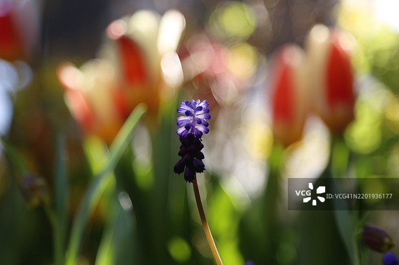 蓝色风信子单朵花与多彩花海背景图片素材