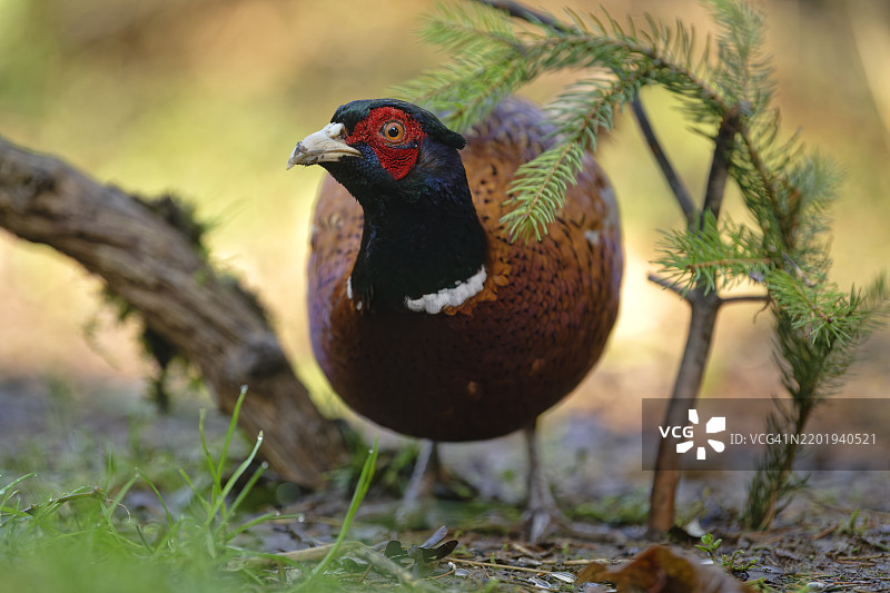 雄性雉鸡的肖像图片素材