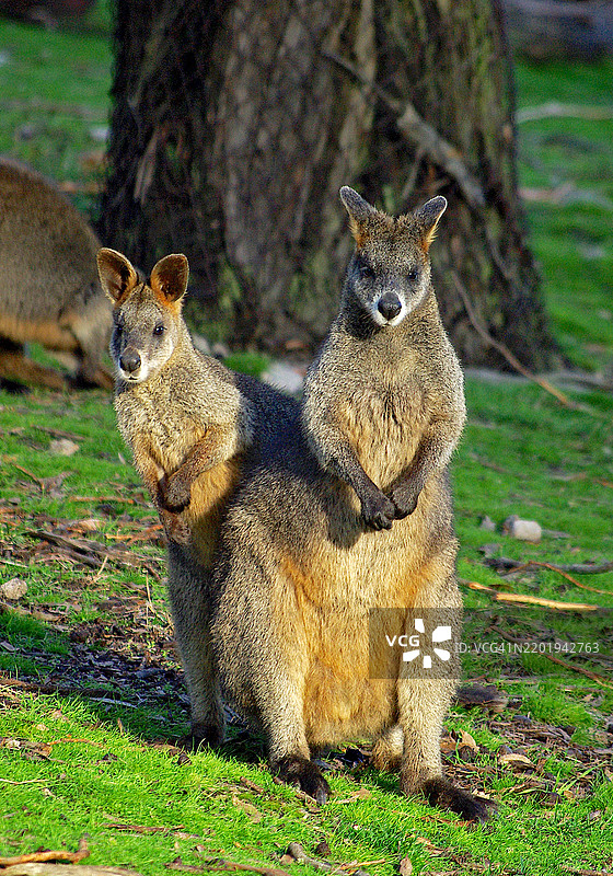 两只袋鼠并排坐着，朝着镜头看。图片素材