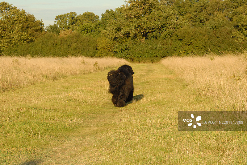 纽芬兰犬在田野里散步图片素材