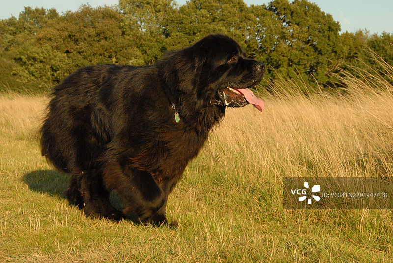 纽芬兰犬在田野中散步图片素材