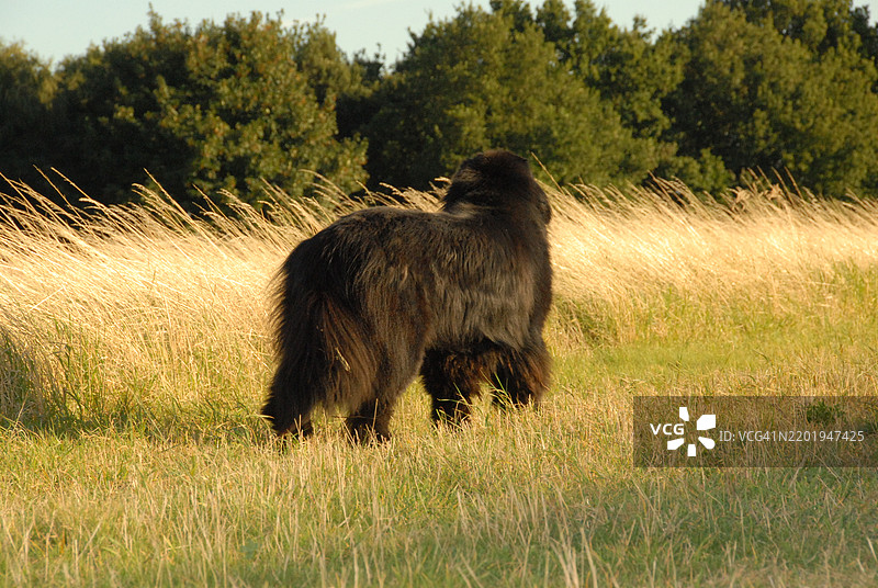 纽芬兰犬在田野里散步图片素材