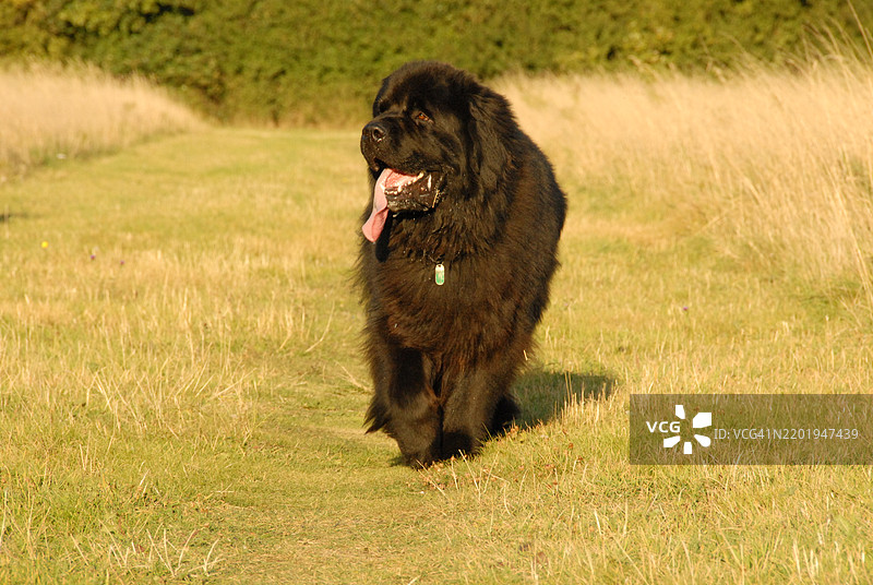 纽芬兰犬在田野里散步图片素材