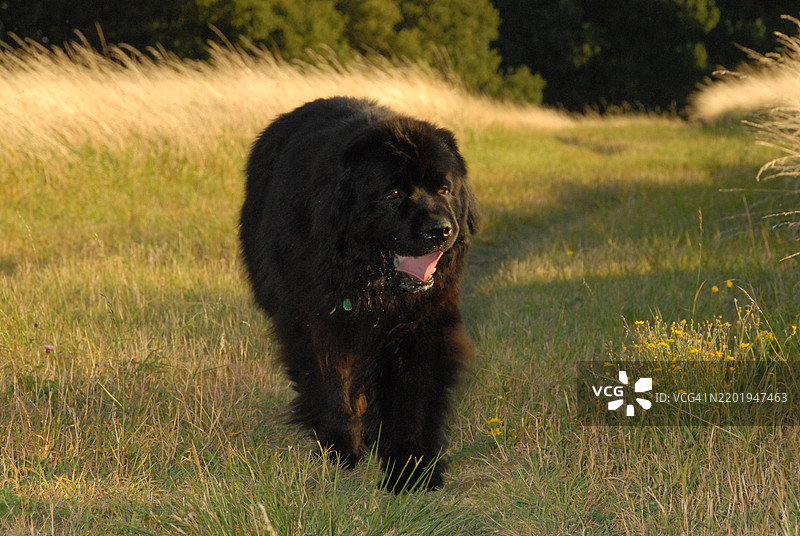纽芬兰犬在田野里散步图片素材