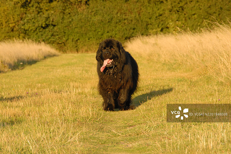 纽芬兰犬在田野里散步图片素材